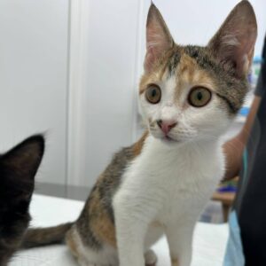 junge bunt getigerte Kurzhaarkatze sitzt auf Untersuchungstisch