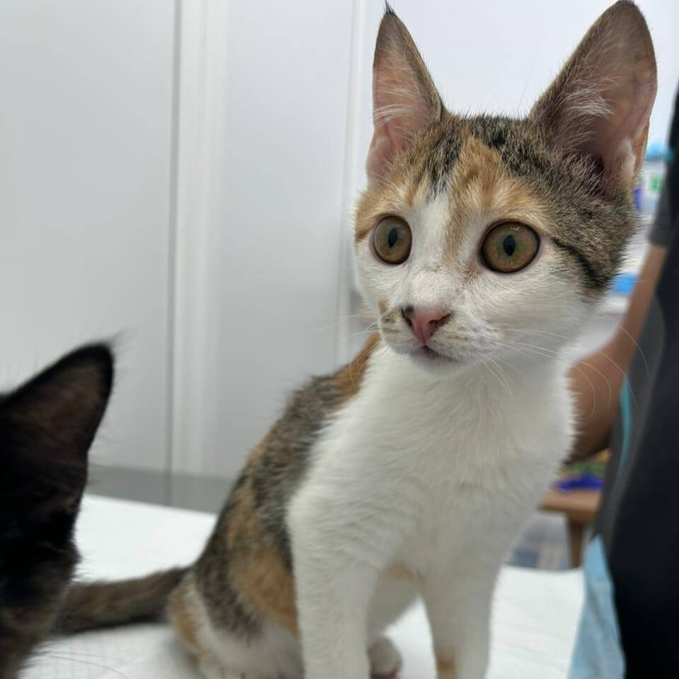 Read more about the article Ylona