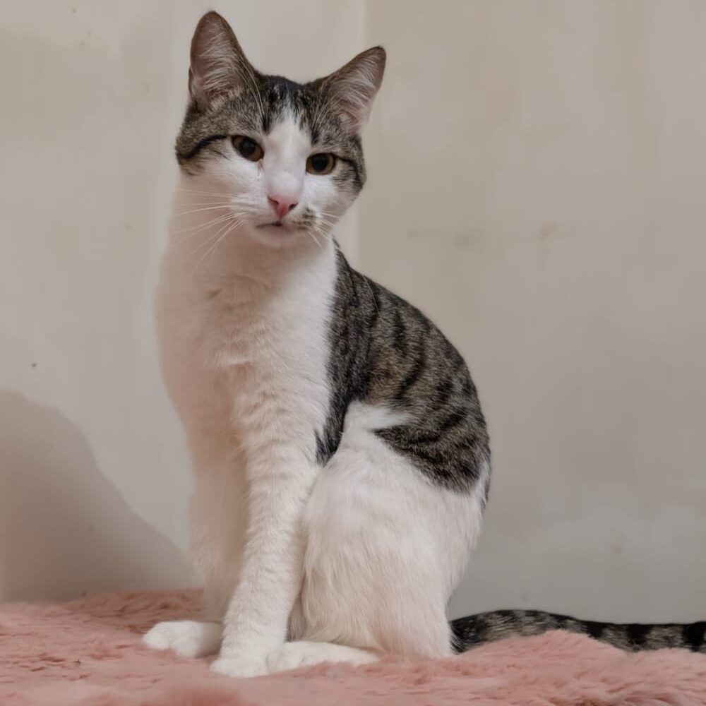 Read more about the article van Gogh