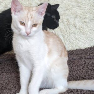 weiß-roter junger Kater, blasses Rot, wirkt wie fast ganz weiß, auf grauem Teppich