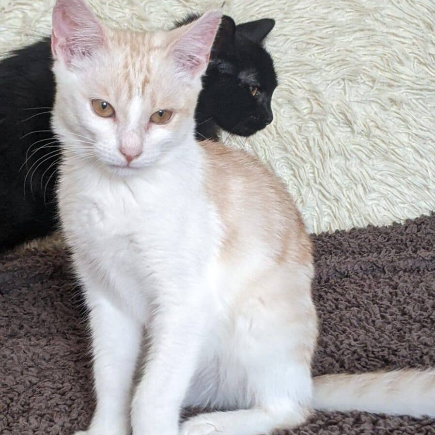 Read more about the article Lavados