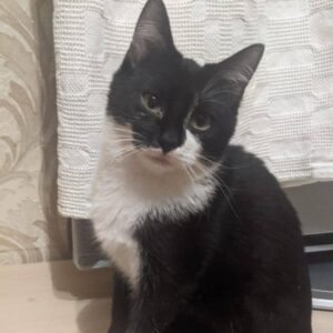 schwarz-weißer Kater, wobei der Schwarzanteil deutlich überwiegt, weiße Socken, weißer Hals, vor beigem Hintergrund (Tapete, Wand o.ä.)