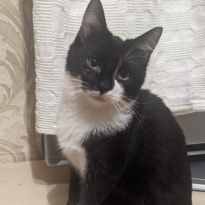 Read more about the article Skippo