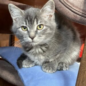 grauer junger Kater, leicht getigert, sehr flauschig, liegt auf einem blauen Stück Stoff