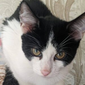 junger schwarz-weißer Kater, wirkt etwas vorsichtig auf dem Bild