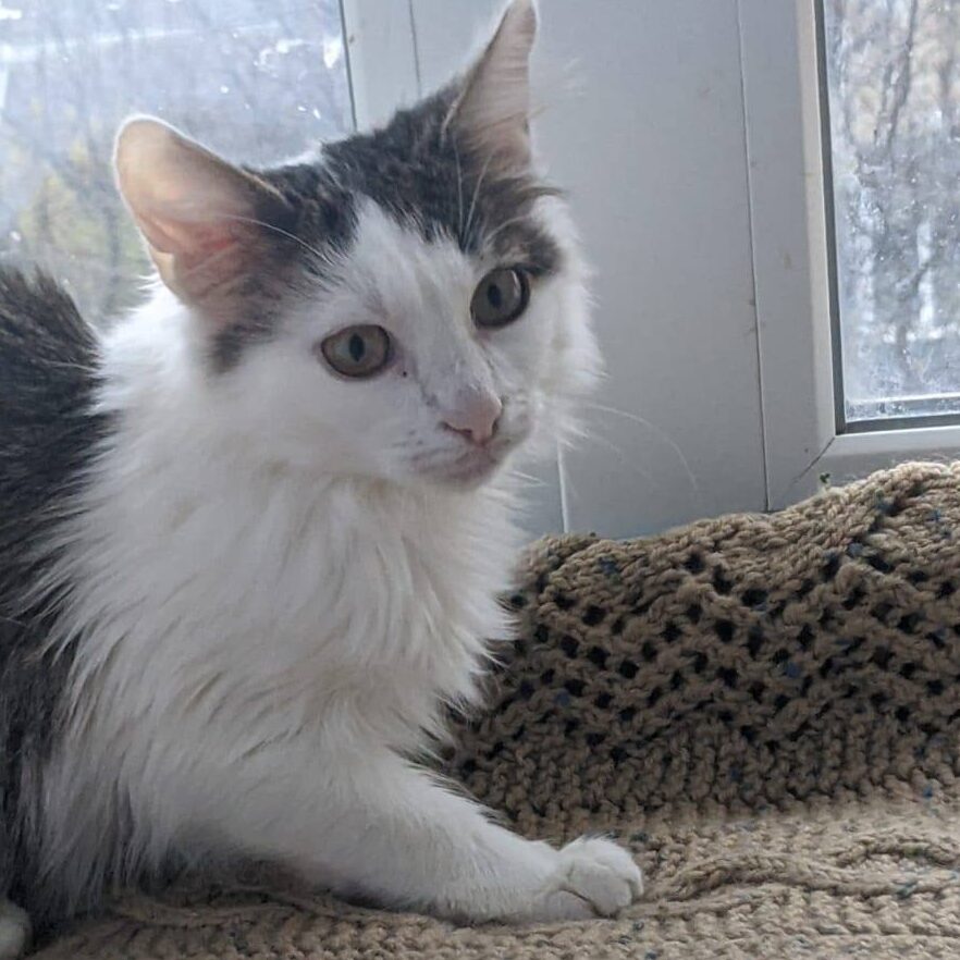 Read more about the article Nidoran