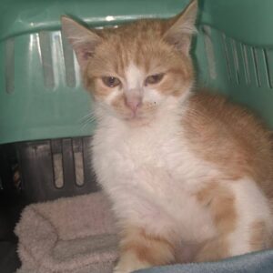 rot-weißer Kater in einer grünlichen Box