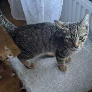 junger getigerter Kater auf einer Kratzbaum-Rolle o.Ä.. vor einem Fenster, Untergrund ist hellgrau