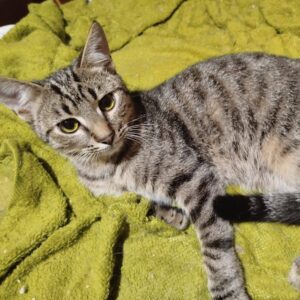 grau-braun getigerter Kater, auf grünem Handtuch als Untergrund