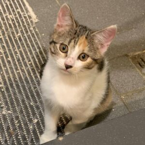 junge dreifarbige Katze mit geringem Rotanteil, auf grauen Fliesen