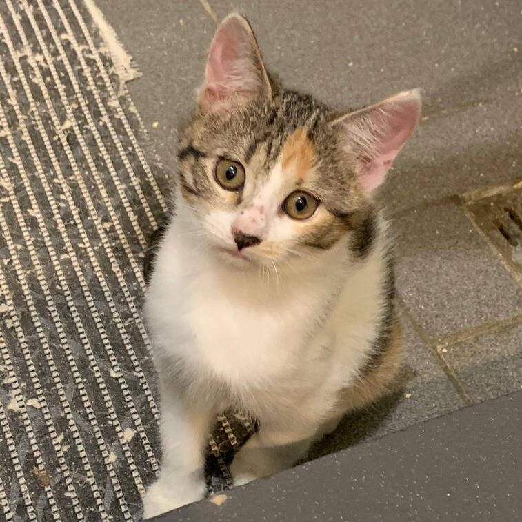 Read more about the article Mele