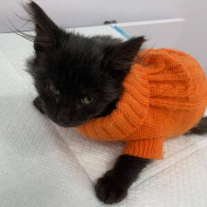 schwarze Katze mit braun-rotem Pulli auf einem Tierarzttisch