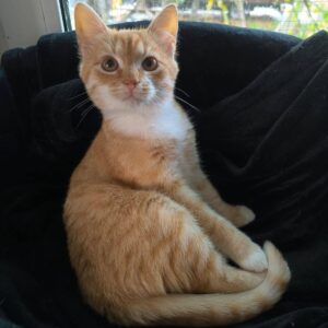 orange-farbener Kater, pastell. weißer Kragen, guckt neugierig