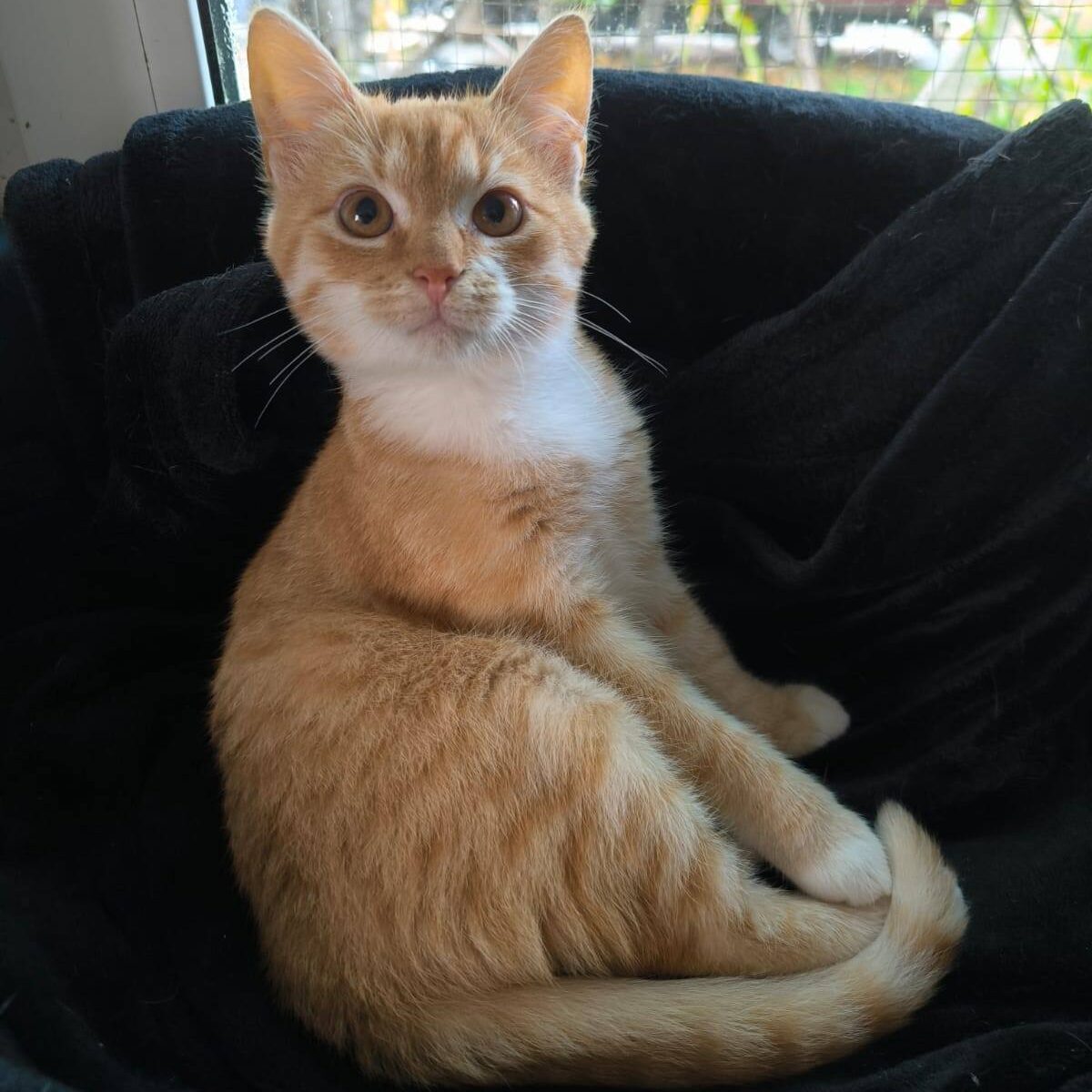 Read more about the article Clyde