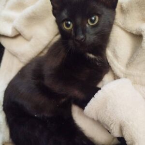 babyhafter schwarzer Kater, kleiner weißer Fleck am Hals liegt auf einer Decke