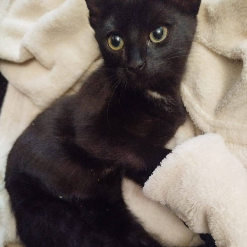 Read more about the article Loic