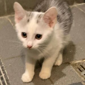 kleiner weißer Kater mit grauen Ohren,steht auf grauen Fliessen, Abfluss sichtbar