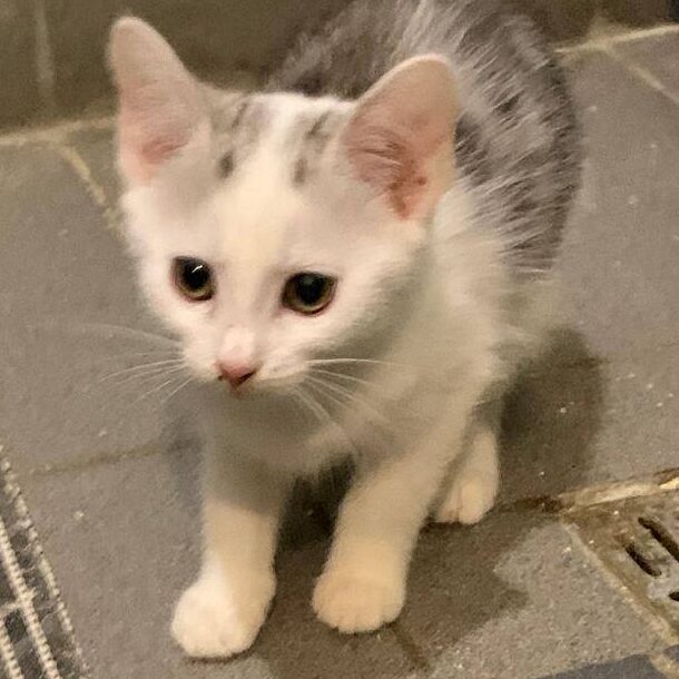 Read more about the article Zoel