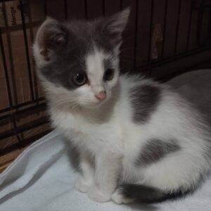 Weißer junger Kater mit grauen Flecken, graue Flecke niedlicj und unregelmäßig über den Körper verteilt, Augen sind auch grau umrandet