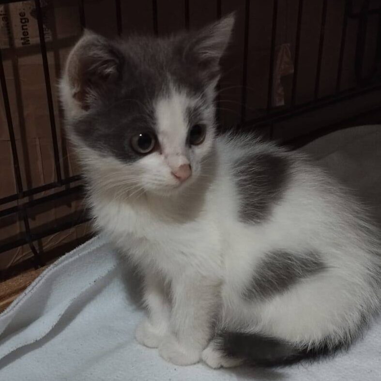 Read more about the article Fussel