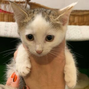 weiß-getigertes Kitten, getigert um die Ohren, am Rücken, Großteil weiß, wird hochgehoben, Hand noch sichtbar, nicht viel größer als die Hand