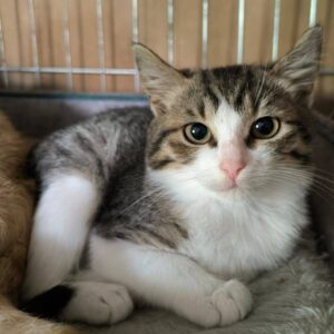 weiß-getigerte Katze, elegant-hübsch, liegt in einem Käfig