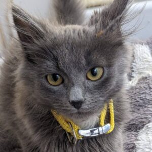 grauer kleiner Kater mit gelbem Halsband