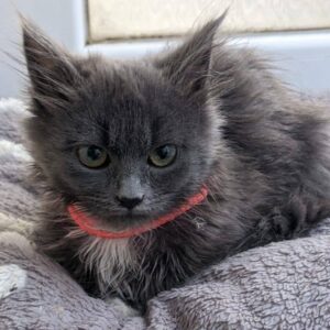 junge graue Katze (blau) mit rotem Halsband, leichter weßer Fleck auf der Brust, liegt auf einem Katzenkissen, ebenfalls grau