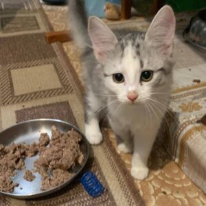 junger weiß grauer Kater, graue Beine, Rücken, Ohren, der graue Bereich ist leicht getigert, auffällig rosa-farbene Nase, neben Futternapf