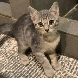 leicht grau getigertes Kitten, vor grauen Fliesen