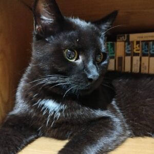 schwarzer Kater, weißer Fleck auf der Brust, liegt in einem Bücherregal o.ä.