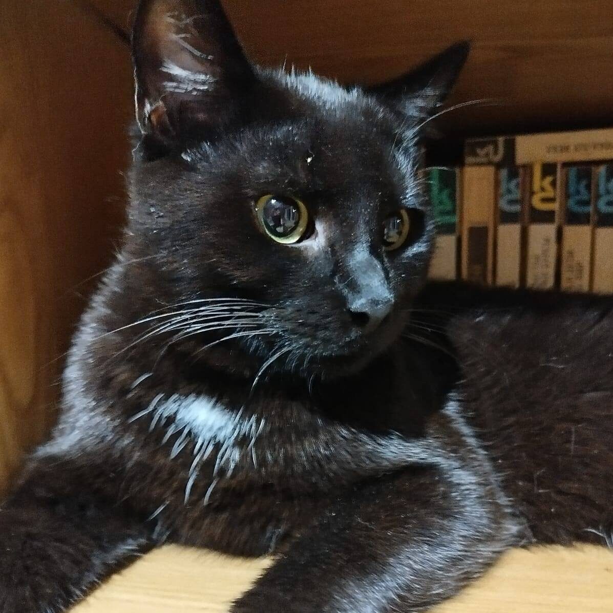 Read more about the article Loic