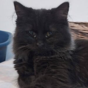 schwarze Katze, plüschiges Fell, liegt entspannt auf einem Kratzbaumbrett oder ähnlichem, Augen halb geschlossen