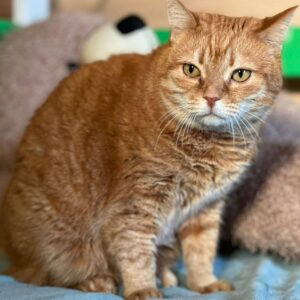 orange getigerte Katze mit weißem Maul schaut links an Kamera vorbei