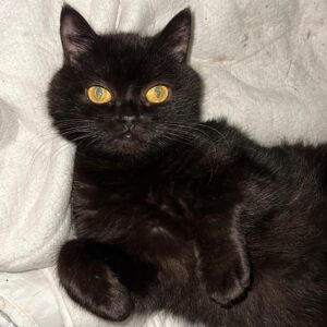 schwarze Katze mit bernsteinfarbenen Augen liegt auf weißer Decke und schaut in Kamera