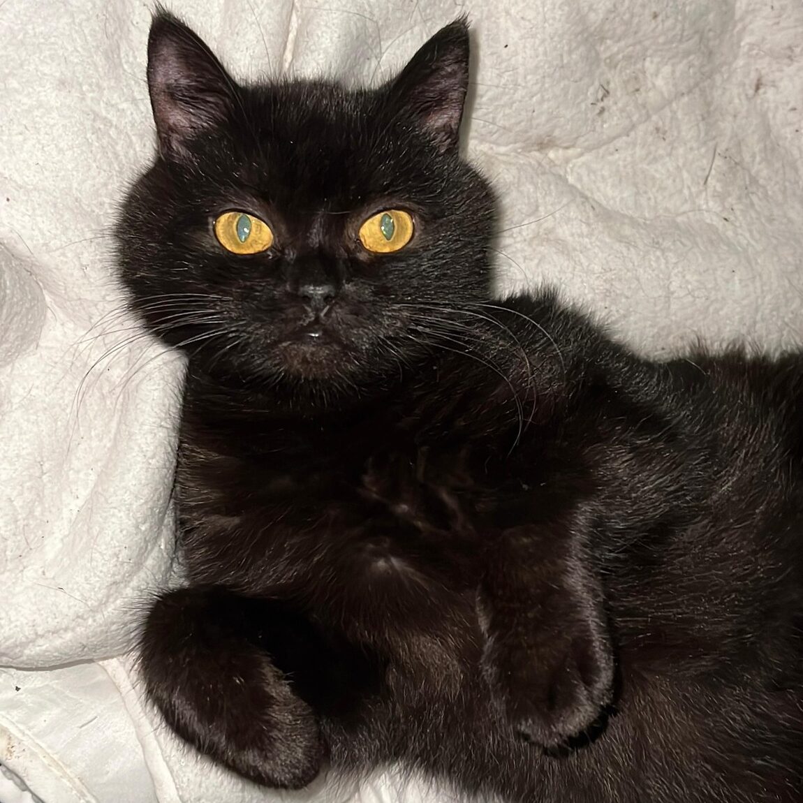 schwarze Katze mit bernsteinfarbenen Augen liegt auf weißer Decke und schaut in Kamera