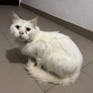 weiße Katze mit halben langen Haaren mit unterschiedlichen Augenfarben rechts blau links grün schaut in Kamera
