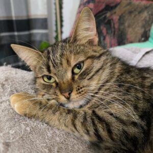 getigerte Kurzhaarkatze mit grünen Augen liegt auf Kissen und schaut verträumt in Kamera