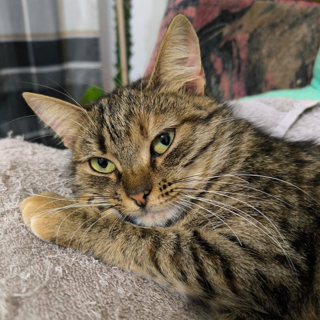 Read more about the article Evi