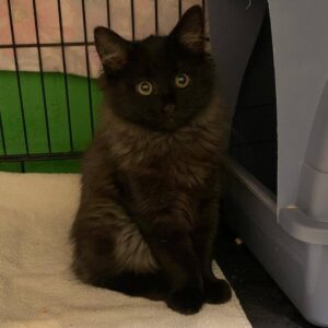 junge schwarz braune Katze mit halblangen Haaren sitzt in Käfig