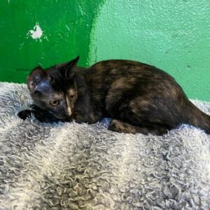 junge dreifarbige Kurzhaarkatze liegt auf einer grauen Decke vor einer grünen Wand