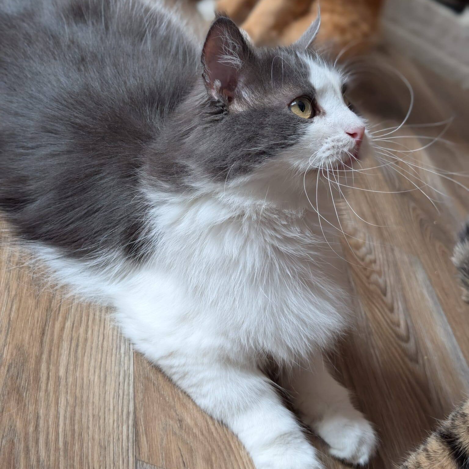 Read more about the article Klaus