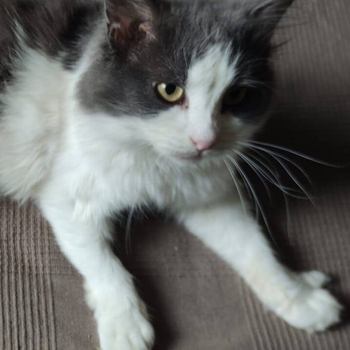 grau weiße Katze mit halblangen Haaren liegt auf dunkelgrauer Decke