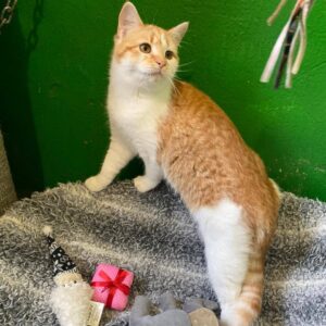 rot getigerte Katze mit weißer Brust steht vor grüner Wand auf einer Decke und schaut nach rechts