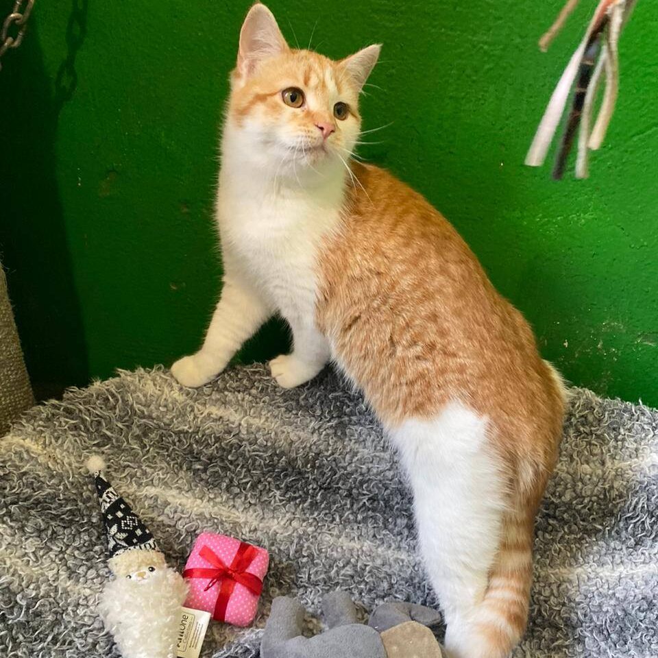 Read more about the article Lark