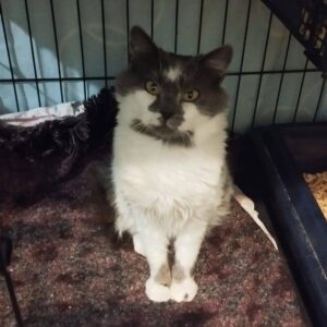 grau weiße Katze sitzt in Käfig und schaut direkt in Kamera