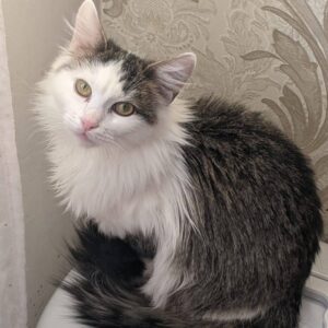 grau getigerte Katze mit mittellangem Fell hält Kopf schräg und schaut in Kamera