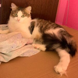 weiß grau getigerte Katze mit halblangen Haaren liegt auf Tisch