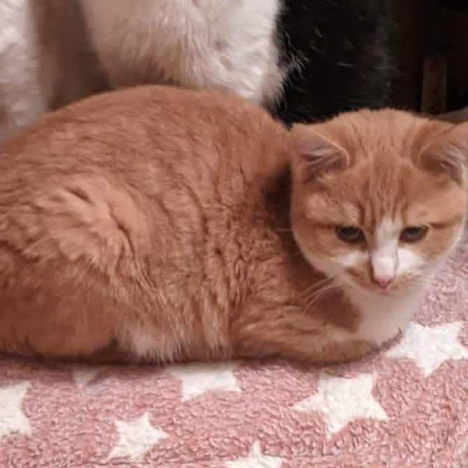 Read more about the article Eneco