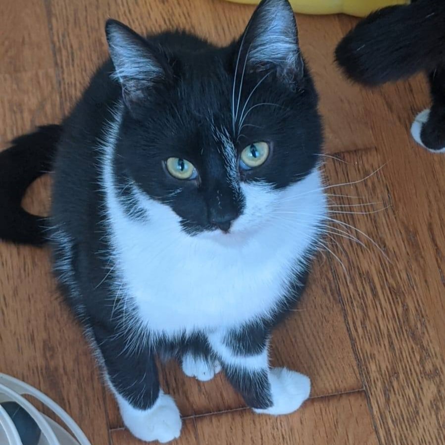 Read more about the article Skippo